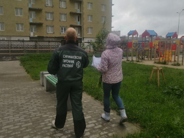 Проведены работы по восстановлению озеленения от застройщика